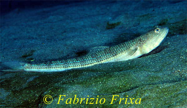 Synodus saurus - Pesce lucertola